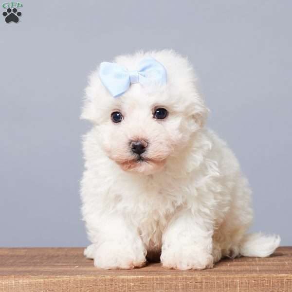 Snowball, Bichon Frise Puppy